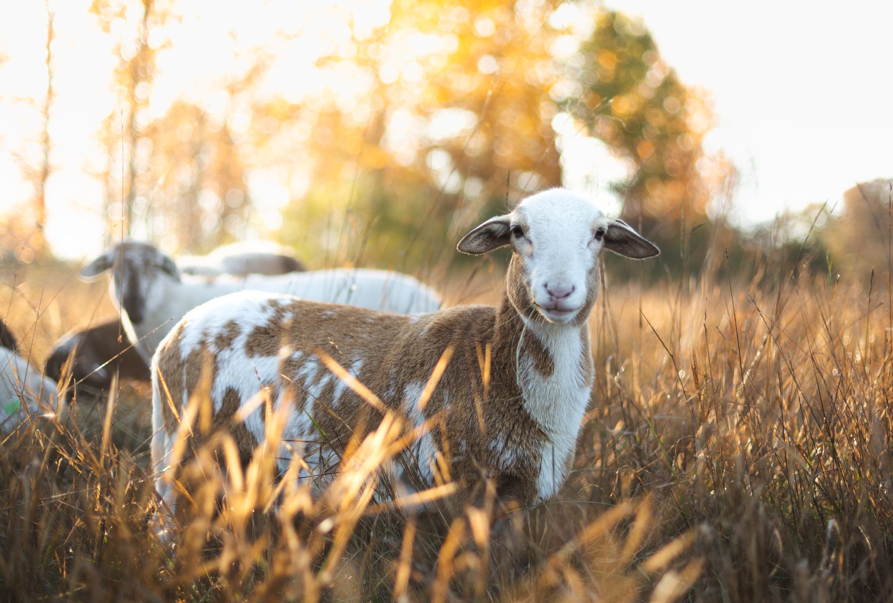 Sheep on Wildwoods pasture at golden hour