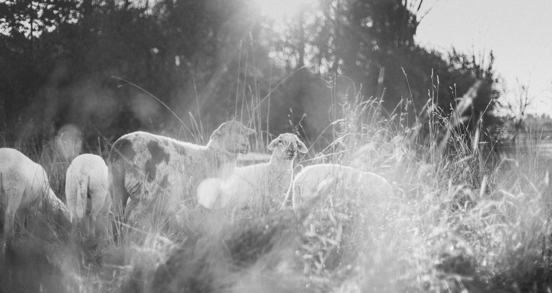 Wildwoods lambs grazing in tall grass, backlit