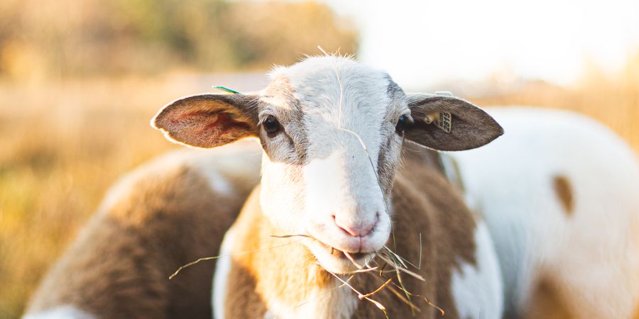 A Wildwoods lamb