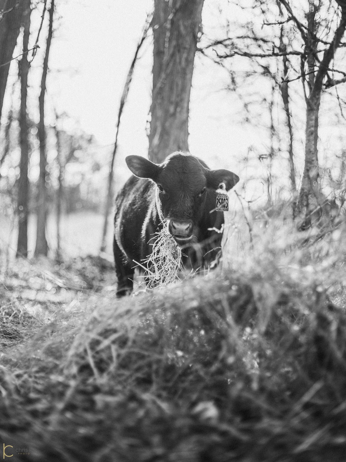 A young calf of ours looking straight into the camera, hay in its mouth, woods behind