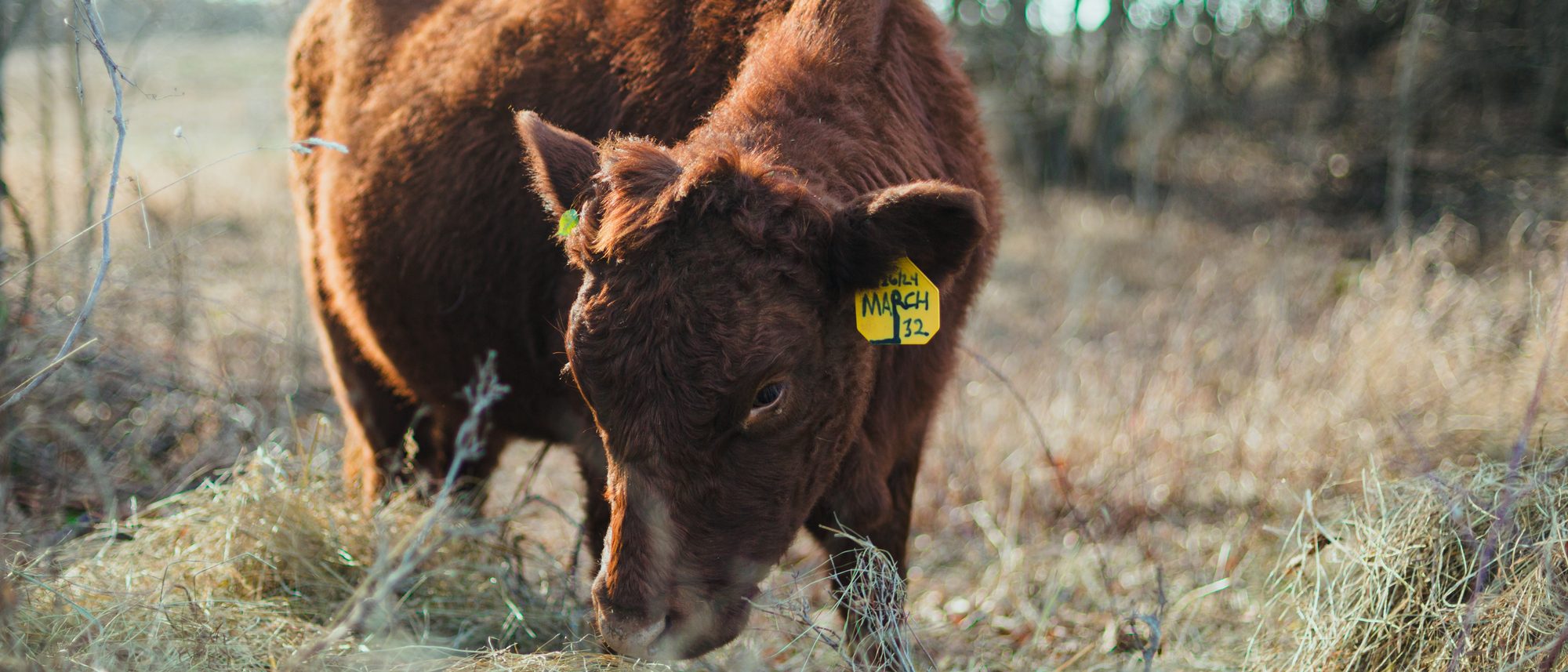 A Red Devon of ours grazing winter hay at the woodline in low golden light