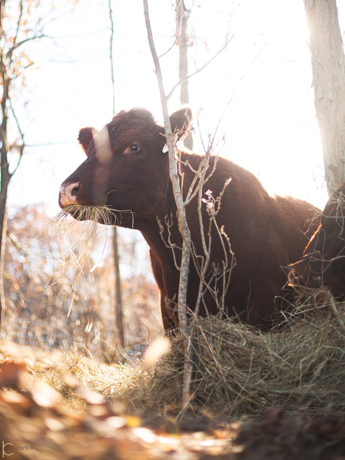 One of our Red Devon cows backlit in golden light, mouth full of hay at the woodline