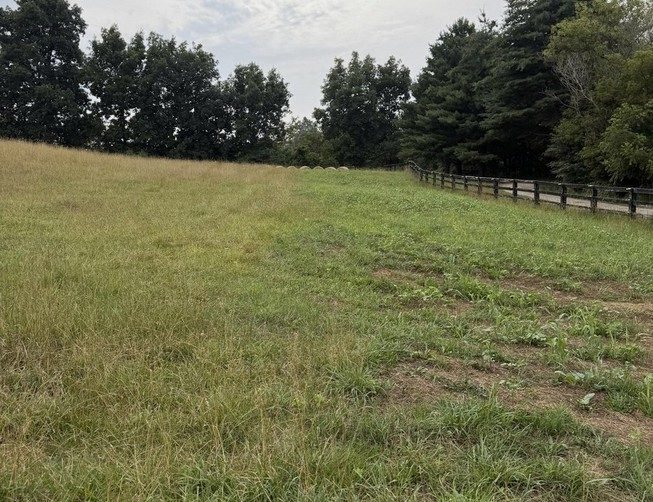 The same pasture in July after hay was fed on it and seed was scattered