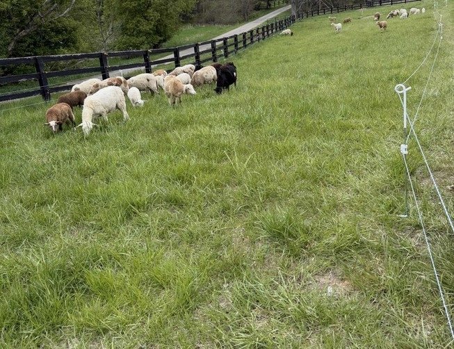 Sheep grazing plain grass inside electric netting in May