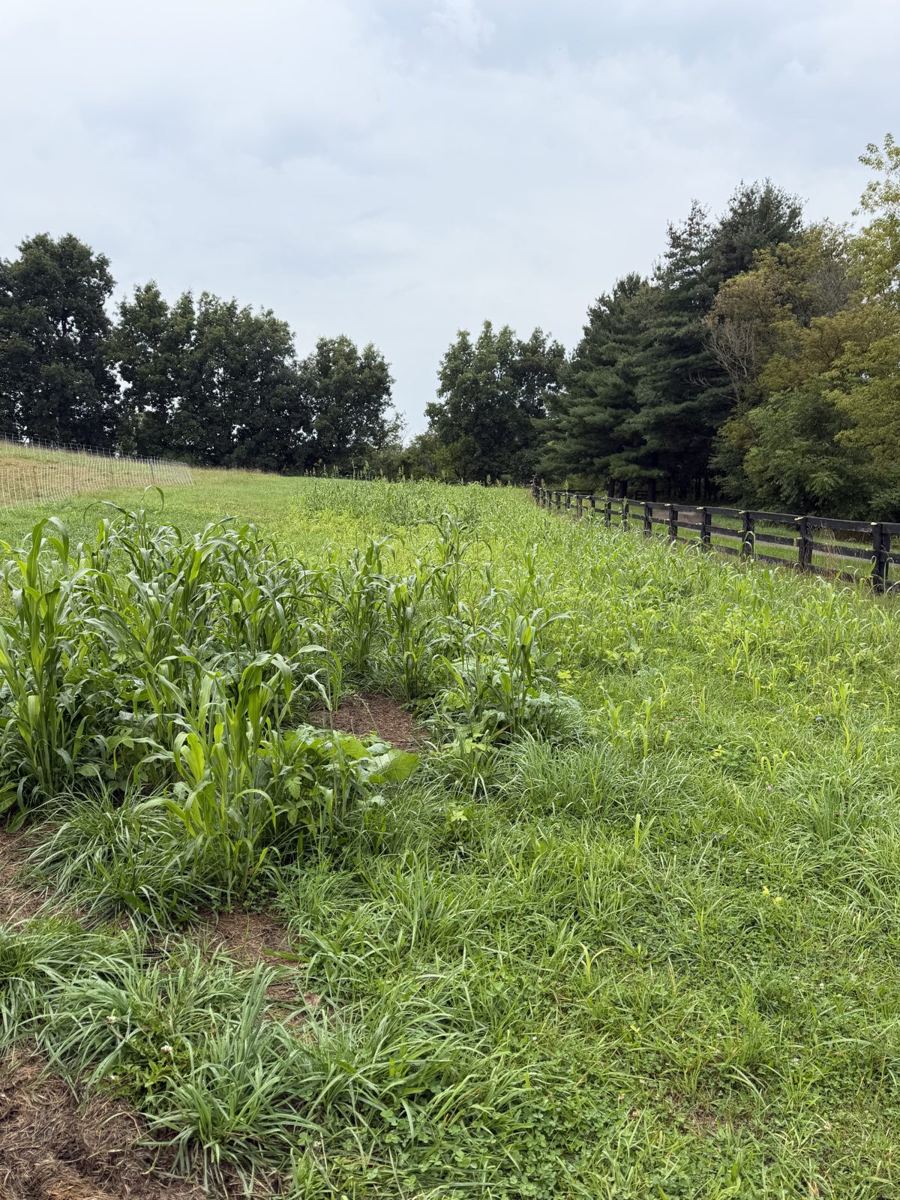 The same pasture in September, with tall sorghum and leafy greens growing up through the grass
