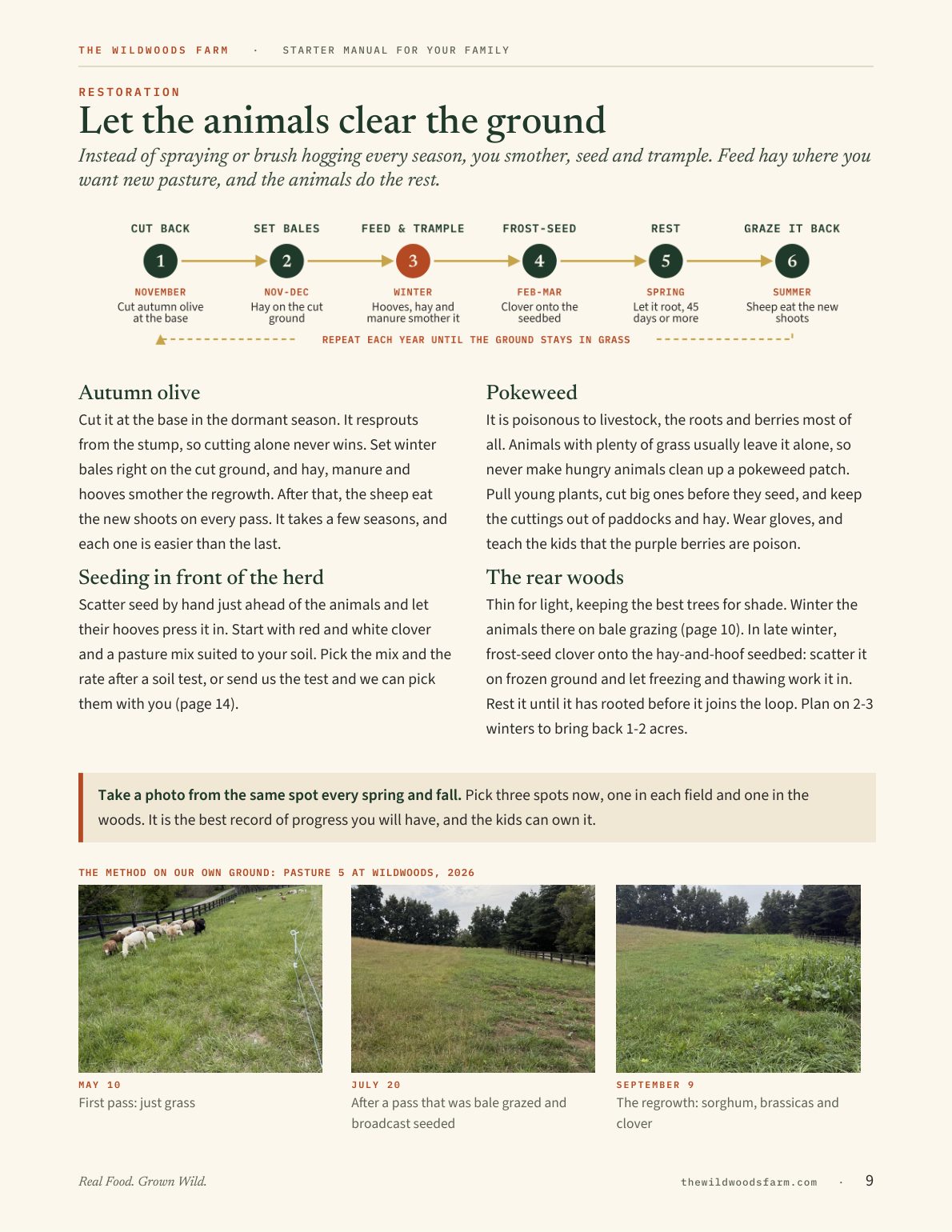Page 9: letting the animals clear autumn olive and pokeweed