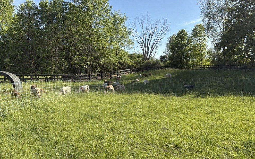 A small flock of sheep grazing fresh grass inside portable electric netting at The Wildwoods Farm