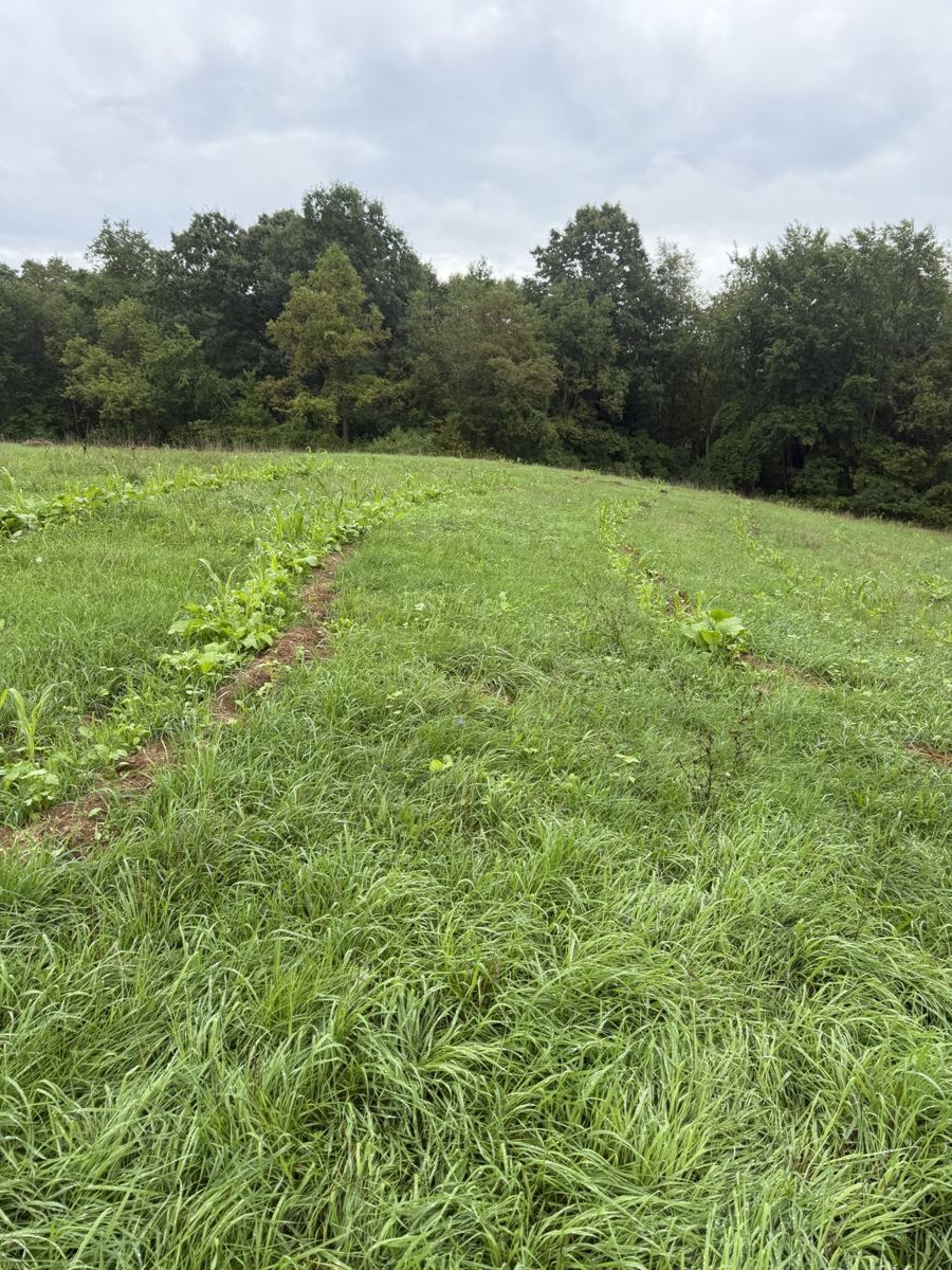 The same hillside in September with a green strip of cover crop along each swale