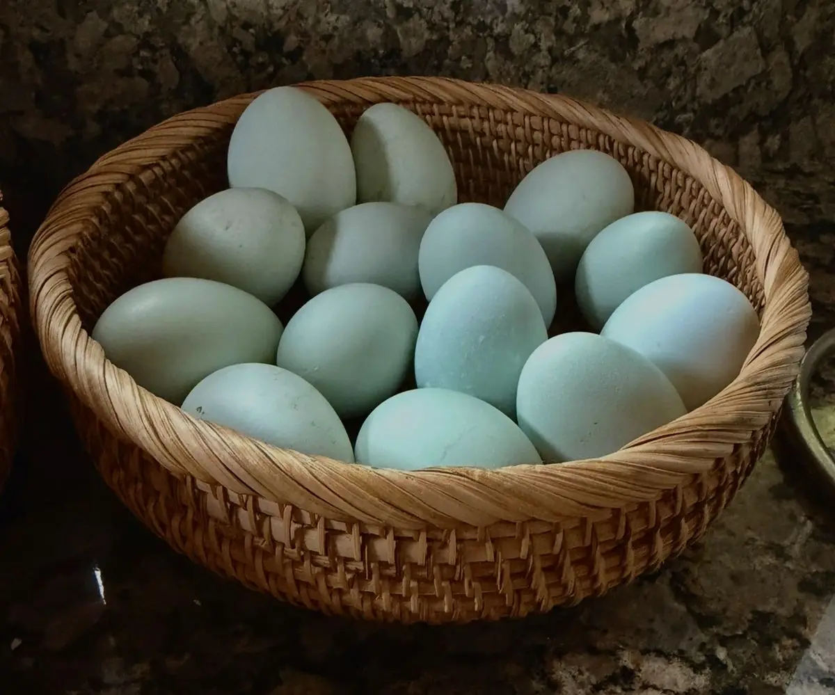 A woven basket heaped with the flock&rsquo;s unwashed eggs on a kitchen counter, every one a slightly different blue or green