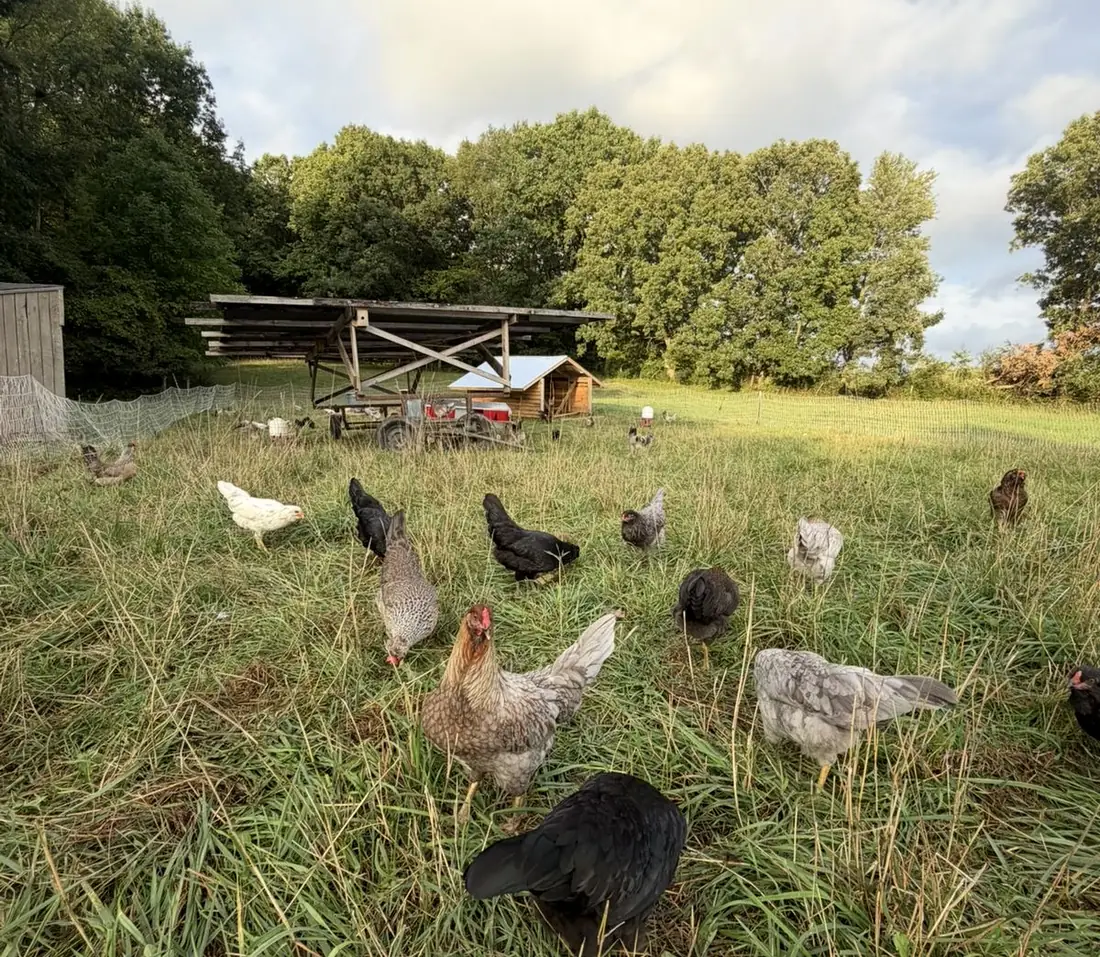 The flock foraging in tall pasture at evening, with the shade mobile, the eggmobile and the roost behind them