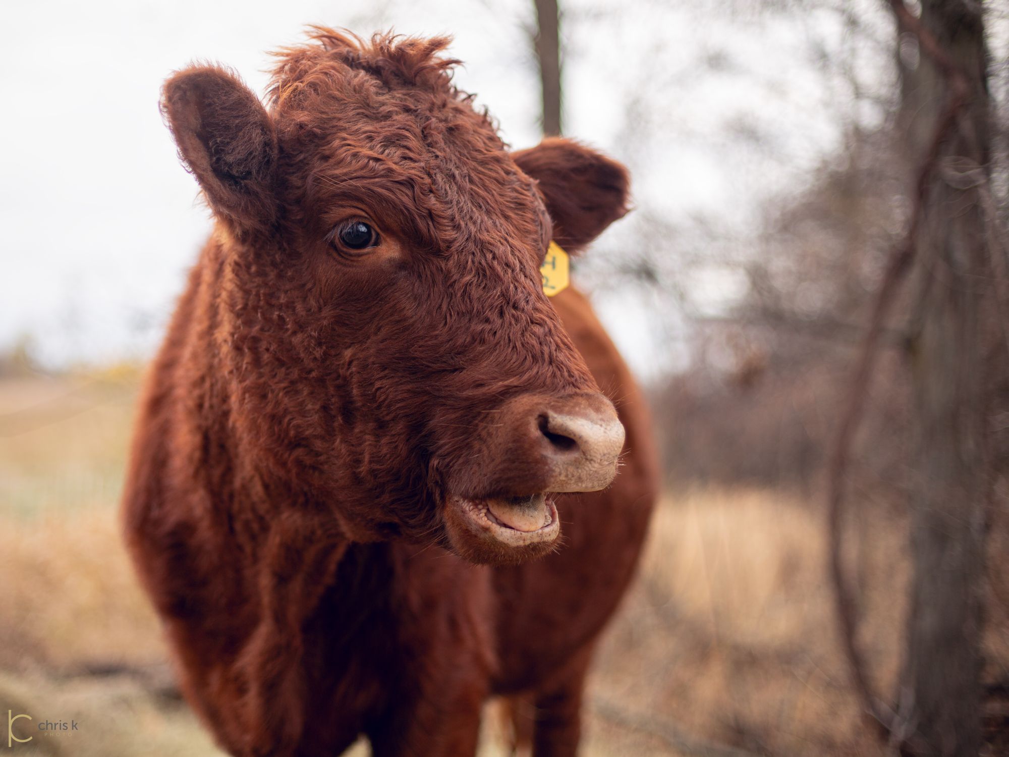 One of our Red Devons in full winter coat, looking straight into the camera at the woodline