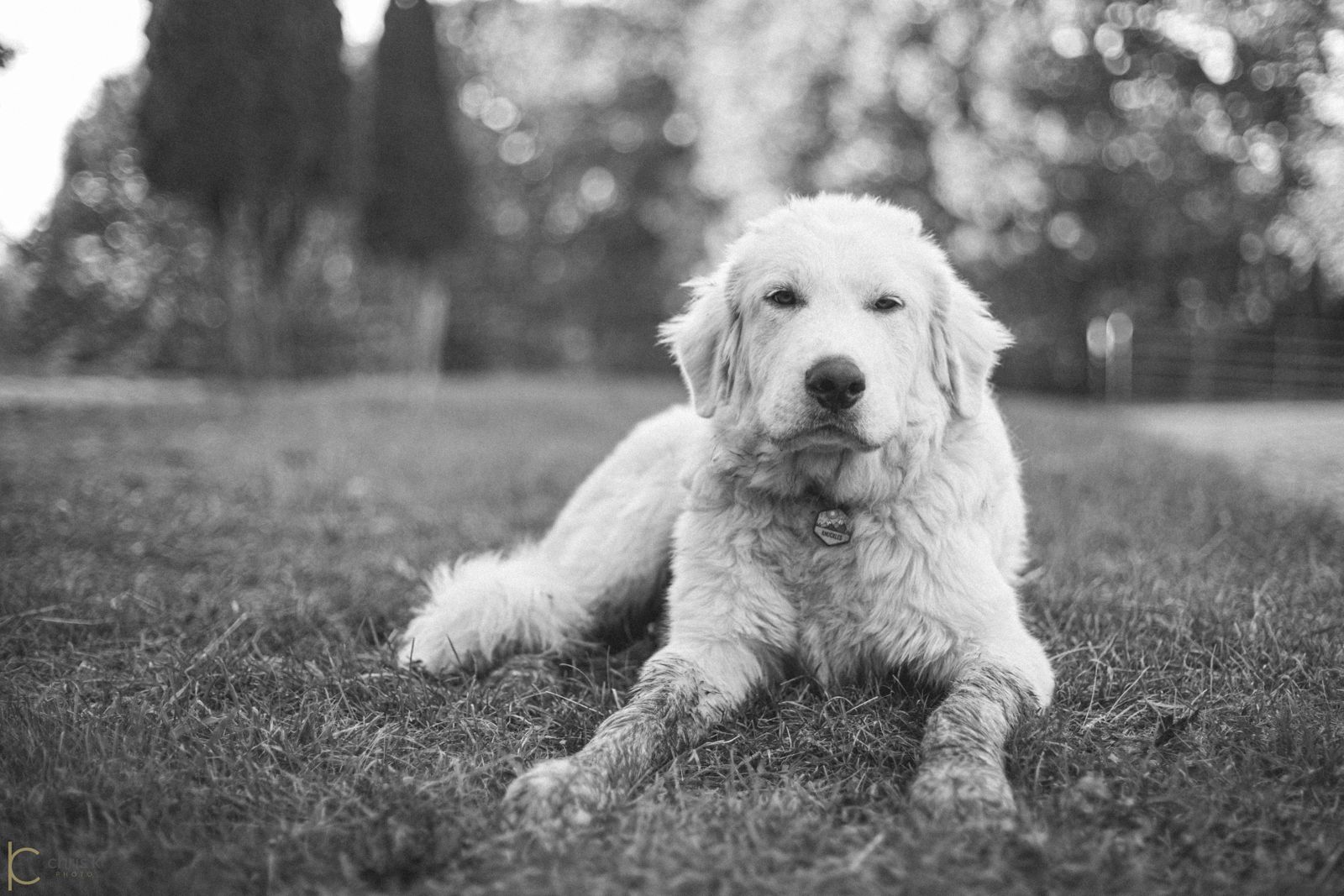 Knuckles, one of our four livestock guardian dogs, lying in the pasture watching the camera