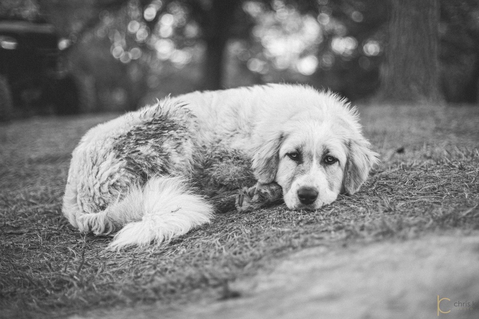 Can, at rest on the grazed ground, still keeping watch