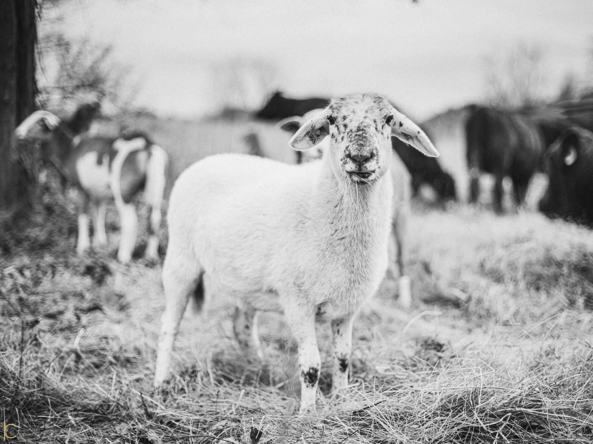 One of our ewes on winter pasture, the flock and the Devon herd grazing together behind her
