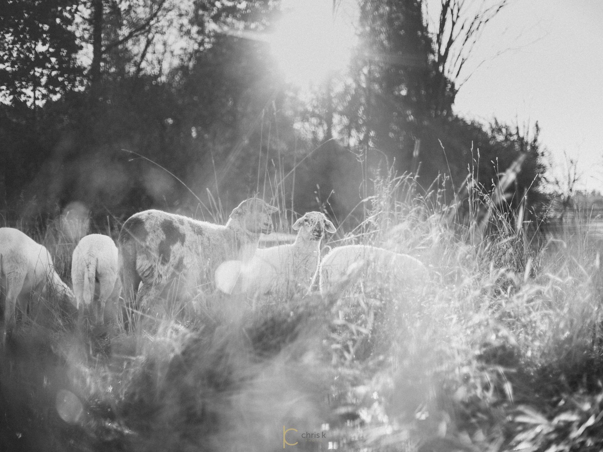 The flock grazing into low sun, winter grass blazing around them