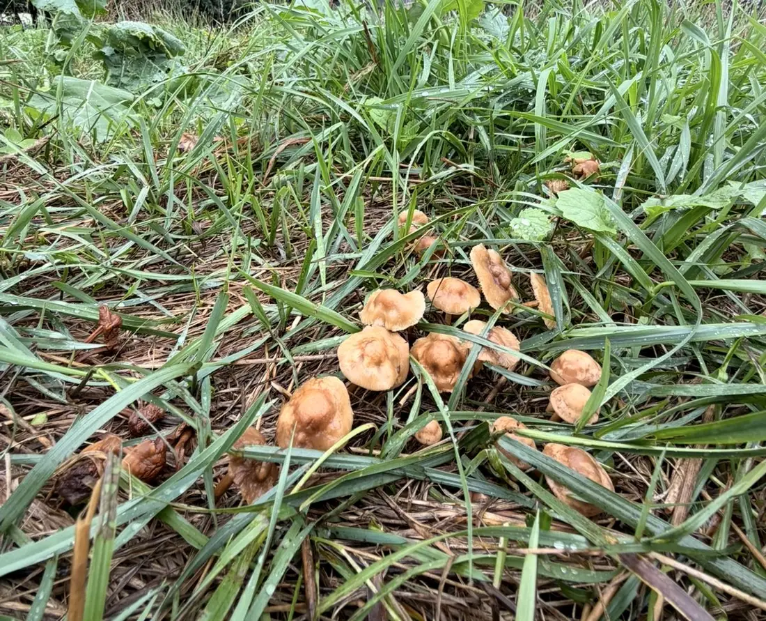 The pasture floor close up — green blades and broad brassica leaves over last season’s thatch, with a cluster of mushrooms coming through