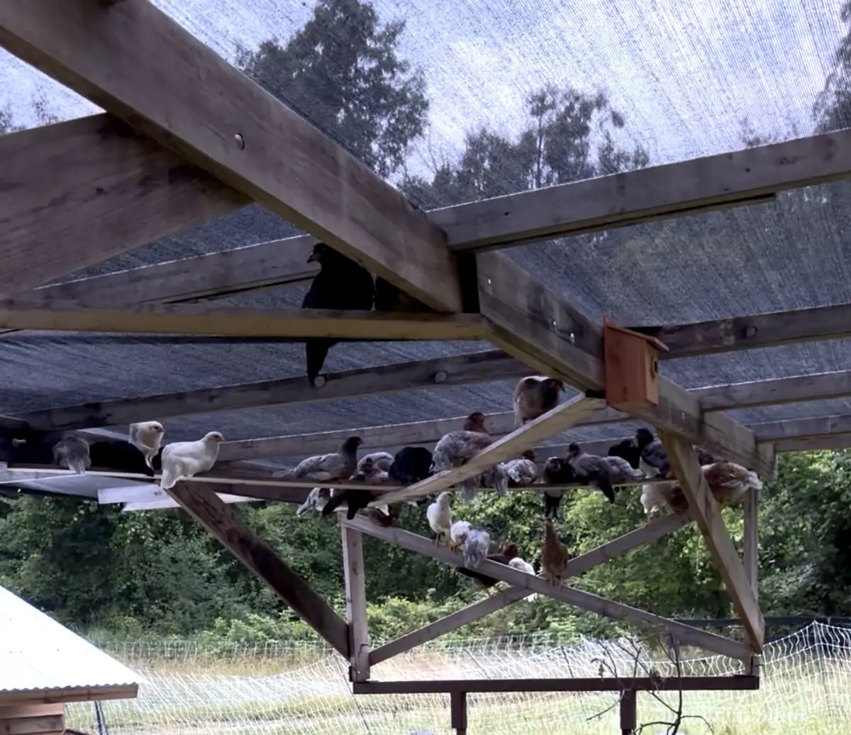 The flock roosting at dusk on the open beams under the shade mobile, one black hen up on the highest rail
