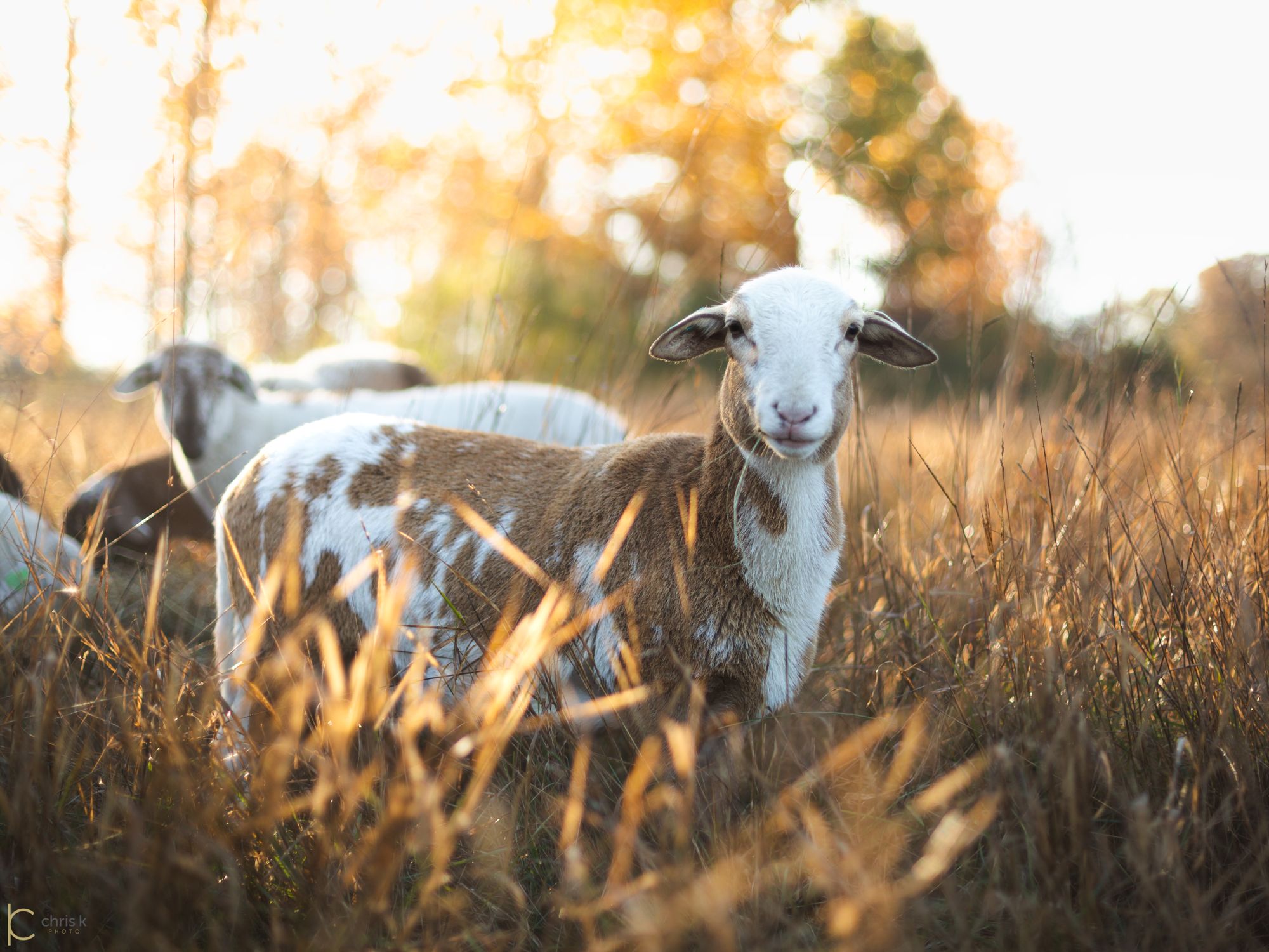 One of our Katahdin ewes in golden evening grass, looking straight at the camera, the flock grazing behind her