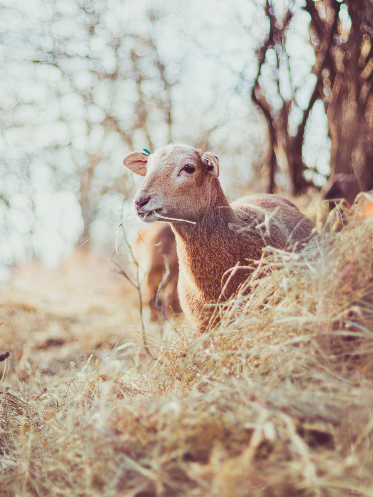 One of our Katahdins chest-deep in golden grass, a stem in her teeth